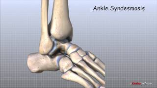 Ankle Anatomy Animated Tutorial [upl. by Leena636]