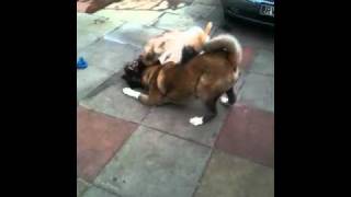 Akita vs german shepherd play fight [upl. by Lledroc]