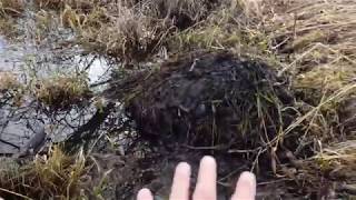 How to Identify a Beaver Castor Mound [upl. by Jardena]