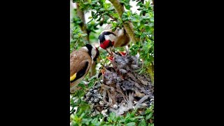 Chant chardonneret parva pour séduire la femelle Males song GoldFinch seduce the female 2019 NEW [upl. by Arvell]