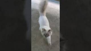 Percy cuteanimal shortvideo catlover cutecats animallover kittypets shortreels pets kitten [upl. by Willock]