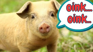 Pig Sounds amp Facts for Kids [upl. by Helyn]