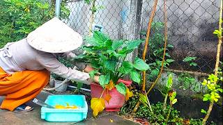 Take care of treesRemove yellow leavesCatch snails that destroy trees Mrs 3 Happy VietNam [upl. by Ecydnak824]