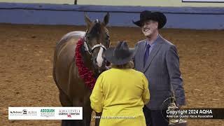 Select Performance Halter Stallions  2024 AQHA World Championship Show [upl. by Chainey]