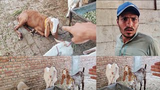 Bakra ki ank kharab ho ge Bakra ko Nazar nai aaraha [upl. by Raji]