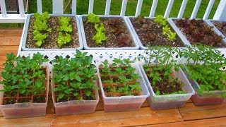 How to start a Container Garden from Seed Easy STEP by STEP grow vegetables plant organic [upl. by Suchta]