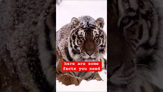 Things you NEED to known about siberian tigers [upl. by Yrrot]