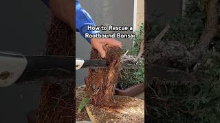 How to Rescue a Rootbound Bonsai Tree bonsai bonsaitree rootbound plants gardening tipsshorts [upl. by Haridan]