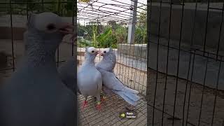 Mukhi Pigeon pair bird kabutar pigeon status [upl. by Maurise283]