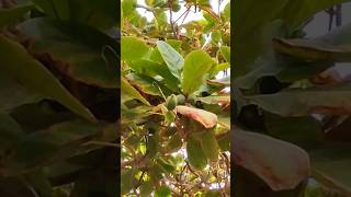 Terminalia Catappa fruittrees nature fruits shortvideo shorts tress [upl. by Mordecai]