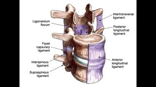 Anatomy of the Intertransverse ligaments of the vertebral column [upl. by Haelhsa460]