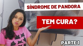 Síndrome de Pandora em gatos Tem cura Parte 1 [upl. by Nussbaum715]