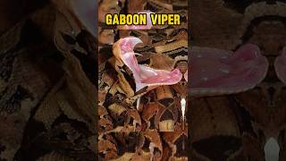 Gaboon Viper Snake shorts [upl. by Nairad]