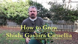 How to grow Shishi Gashira Sasanqua Camellia Beautiful Low Growing Pink Camellia [upl. by Anyrak]