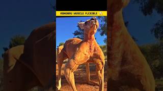 Kangaru Muscle Flex 😰 factsdastan [upl. by Seligmann]