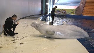 Captive beluga whales head to world’s first open water sanctuary  ITV News [upl. by Ahsiuqal670]