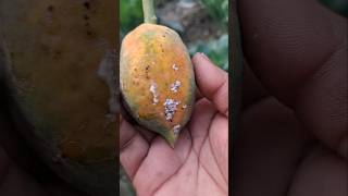 Papaya papaya gardening homegarden ytshort yt ytshorts santrampaljimaharaj subscribe garden [upl. by Dupre788]