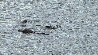 American Alligators Swimming In Pond  La Chua Trail  Gainesville Alachua County Florida [upl. by Olocin]