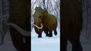 Woolly Mammoth During The Ice Age [upl. by Corel]