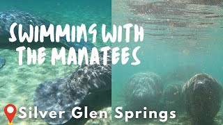 Swimming with Florida Manatees [upl. by Almallah]