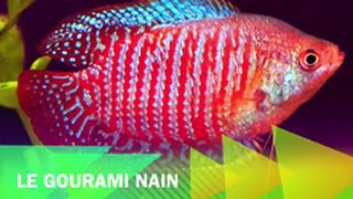 Gourami Nain ISP n°5 [upl. by Elleral219]