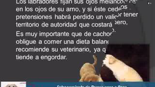 Videos de Adiestramiento de Cachorros [upl. by Winni]