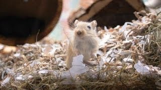 Baby Gerbils 7 weeks old amp 3 year old gerbil Ginger [upl. by Aelgna986]