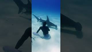 Walking with Hammerhead Sharks [upl. by Aronek]