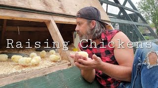 RAISING CHICKENS TO HAVE MEAT FOR WINTER offgridDAVID [upl. by Nassah]