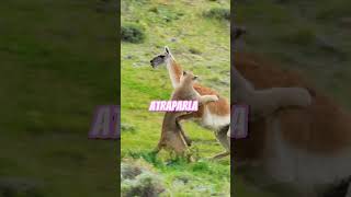 Llama 🆚 Leonaanimalessabanapersecucionpodersalvaje [upl. by Radec]