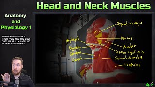 Muscles of the Head and Neck  Model Overview  Anatomy and Physiology 1 [upl. by Dniren]