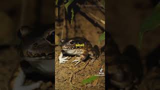 Britains 10 Rarest Animals Part 4 Natterjack Toad 🐸 explore trending viralvideo foryou sub [upl. by Ginsberg]