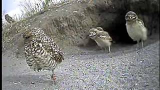 Burrowing owls run for cover [upl. by Southard682]