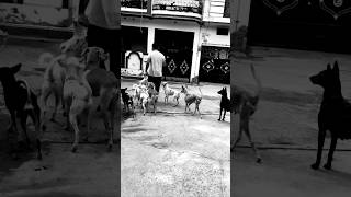 Dog Loves me 💕 🐶 💕 dog doglover love streetdog animals shortsfeed shorts youtubeshorts [upl. by Ehudd503]