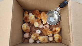 How to make an incubator at home and hatch chickens eggs [upl. by Yentruoc]