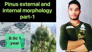 Pinus external and internal morphology part  1 Anatomy of pinus [upl. by Nnyleitak604]