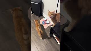 Cat ✅ “Hooman can’t you see we are starving” cat kitty kitten [upl. by Kinzer]