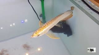 Golden Head Arowana [upl. by Gowon290]