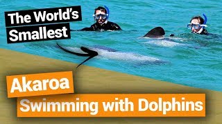 🐬 Swimming with Dolphins in Akaroa – New Zealands Biggest Gap Year – Backpacker Guide New Zealand [upl. by Graig]