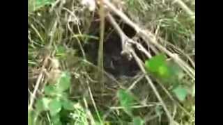 Tree Pipit nest site containing chicks [upl. by Aligna]