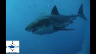 Tracking Sharks with OCEARCH and Christian Purcell [upl. by Orthman885]