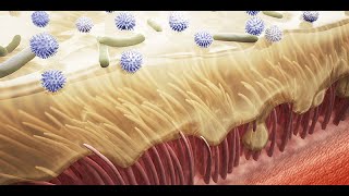 The Mucociliary Clearance of the Upper Respiratory Tract [upl. by Jak]