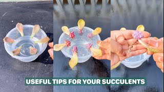 Useful Tips For Succulents  Part 116  多肉植物  다육이들  Suculentas [upl. by Ecirad795]