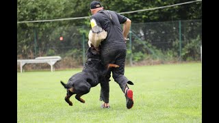 German Rottweiler ALL MUSCLE Von Ruelmanns NITRO [upl. by Yenahteb771]