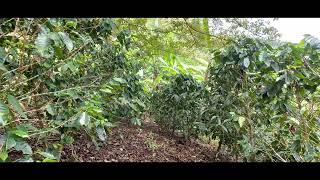 138 ACRES – Mature Coffee Farm Legal Water Seasonal Waterfall And Panoramic Mountain Views [upl. by Devlen389]