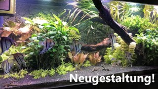 Umgestaltung 600 Liter Südamerika Aquarium  Aquascape [upl. by Miguelita558]