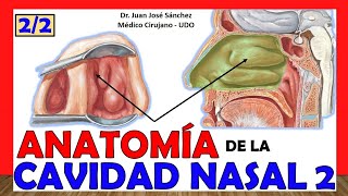 🥇 CAVIDAD NASAL 2 22 ¡Explicación Fácil y Sencilla Divisiones Irrigación e Inervación [upl. by Enileda]