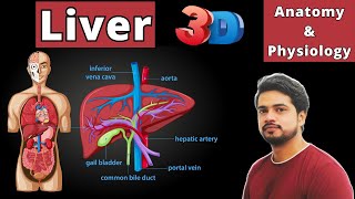 Liver anatomy and physiology in Hindi Lobes Segments Kupffer cell Hepatocytes Function [upl. by Sirc]