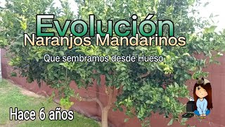 Evolución de los Naranjos Mandarinos que Sembramos desde Hueso hace 6 años  almadgata [upl. by Allesiram]