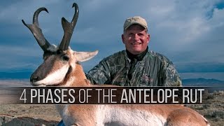 4 Phases of the Pronghorn Antelope Rut  How to hunt antelope [upl. by Kelci]